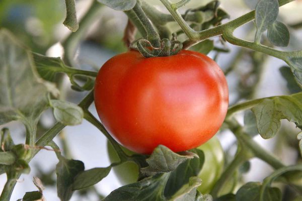 Kasvihuone sopii hyvin tomaattien kasvattamiseen.