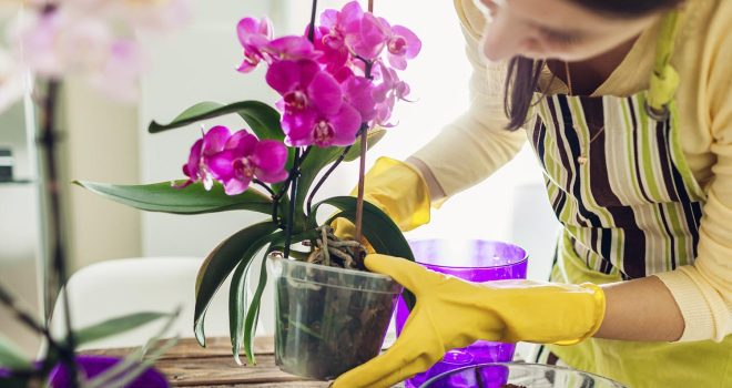 Orkidean hoito on helppoa, kun huolehtii oikeasta kasvualustasta, kastelusta ja lannoituksesta