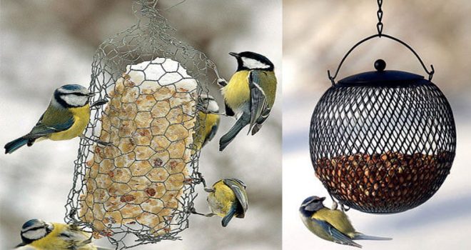 Lintujen talviruokinta auttaa lintuja selviämään hengissä kevääseen.