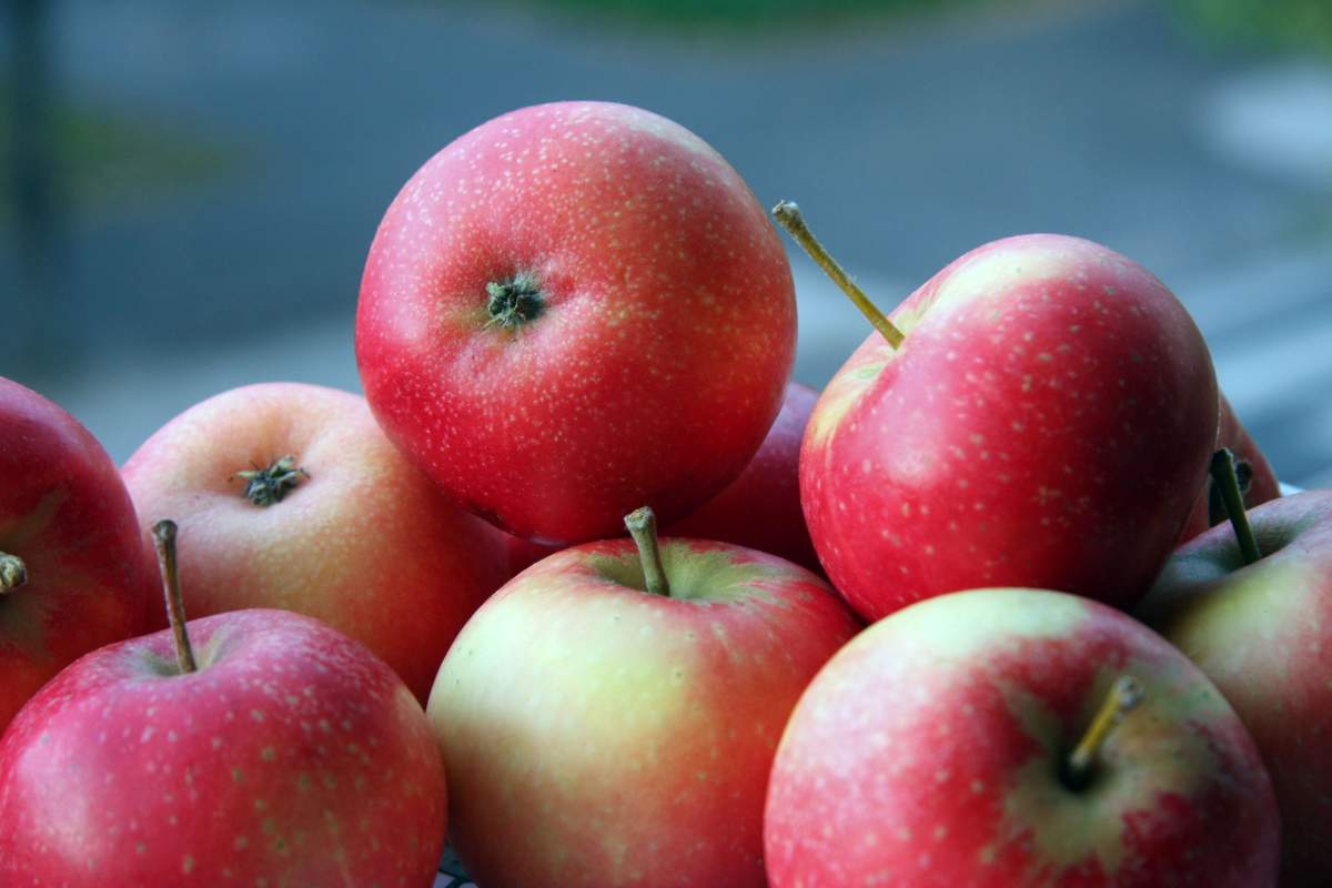 Uuniomenat kannattaa valmistaa happamista omenalajikkeista.