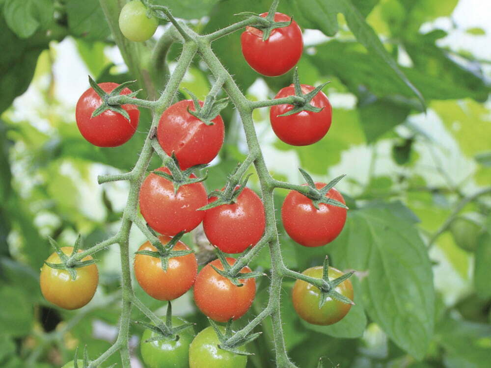 Tomaatti on itsekasvatettuna uskomattoman makea ja maukas.