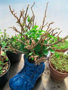 Kasvukausi lähestyy – Puutarha heräilee, myös huonekasveilla tapahtuu