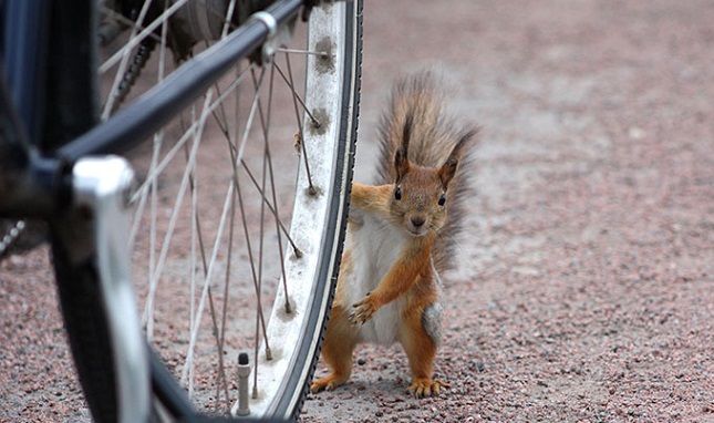 Orava ja pyörä