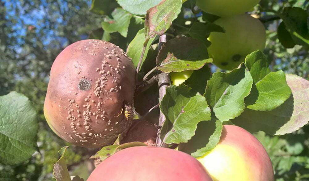 Omenoita piinaava muumiotauti