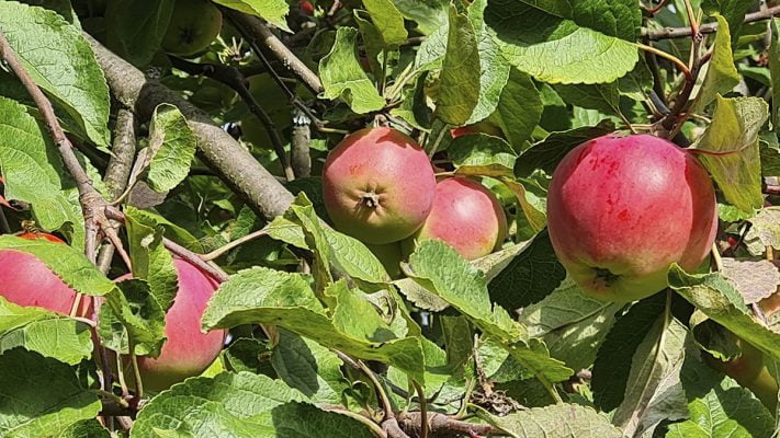 Tarte Tatin omenapiirakkaan sopivat happamat omenat.
