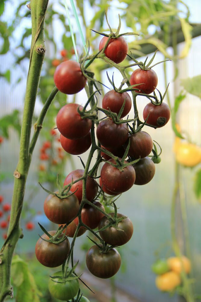 pp_tomaatti_chocolate_cherry