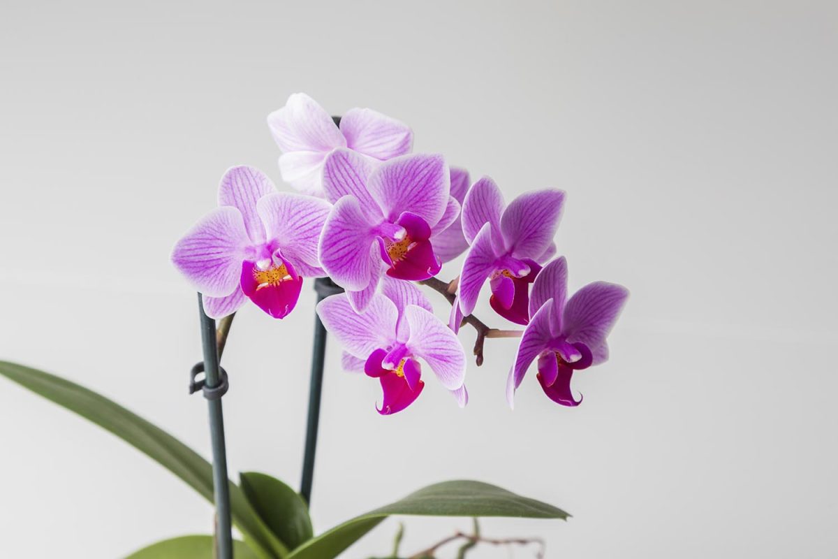 Orkidea on pitkäikäinen kukka.