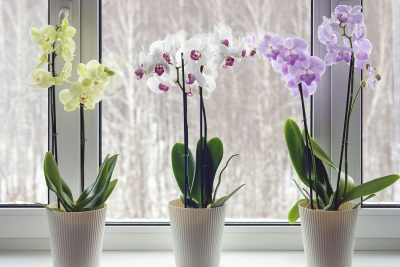 Orkidea on suomalaisten suosikkikukka.