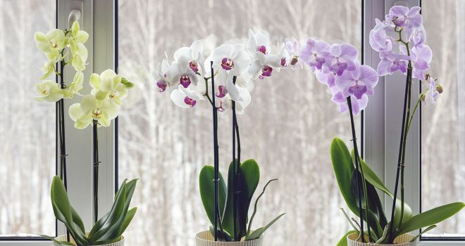 Orkidea on suomalaisten suosikkikukka.