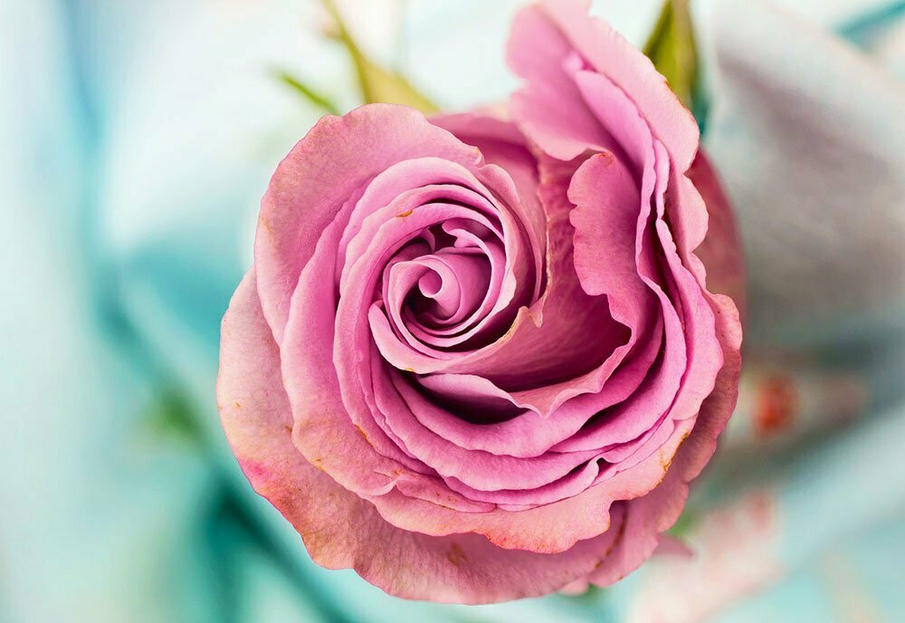 Kysely: Äiti haluaa äitienpäivänä kukan – ja sen on oltava ruusu