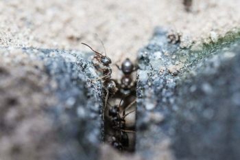 Muurahaisten torjunta, Vinkit muurahaisten torjuntaan – perunoita pakastimeen