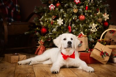 Jouluruoka kiinnostaa myös koiria, mutta monet jouluruoat ovat karvakuonoille myrkyllisiä.