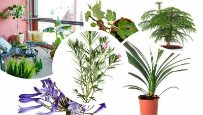 Huonekasvit terassille ja parvekkeelle: kokeile vaihteeksi eksoottisempia kasveja