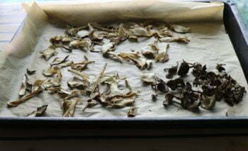 Sienten kuivaus uunissa onnistuu helposti uunipellin päällä.
