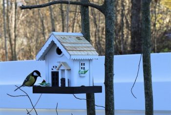 Talitiainen istuu lintulaudalla, kun lintujen ruokinta on alkanut talvella.