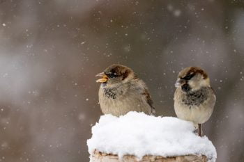 Kaksi varpusta istuu lumen päällä ja odottavat, että lintujen ruokinta alkaisi.