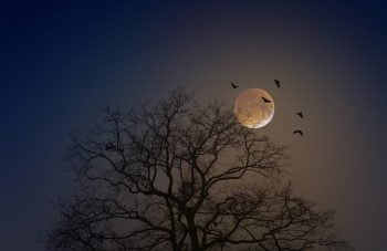 Kuun paistaa taivaalla ja linnut liitelevät ympärillä