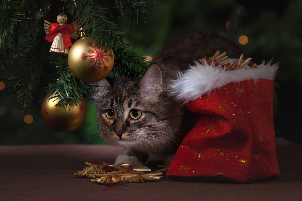 Kissa kurkkii joulukuusen alta ja myrkylliset joulukukat ovat onneksi sen tavoittamattomissa.