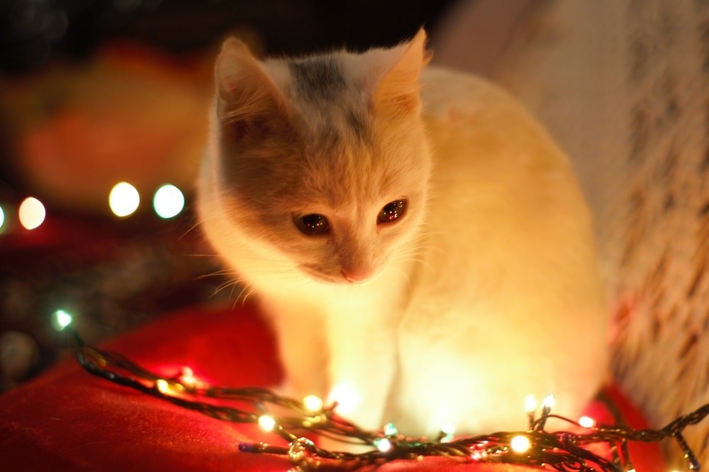 Kissa istuu jouluvalojen keskellä.