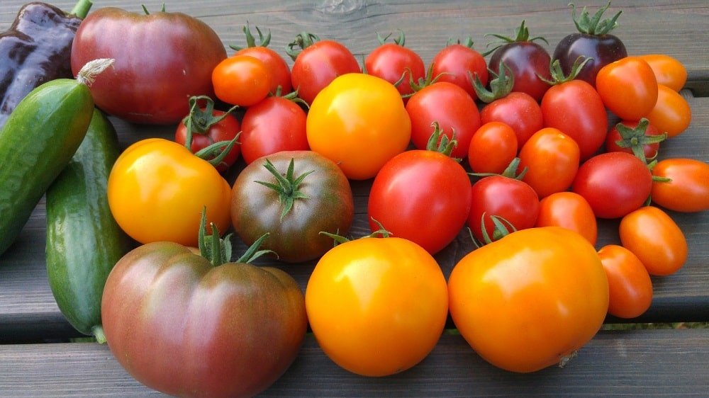 Erivärisiä tomaatteja
