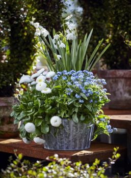 Ruukkupuutarha: valkoisia ja sinisiä kukkia ruukissa