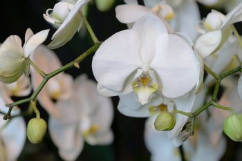 orkidean kukka