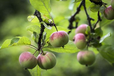 Omenapuun hoito iän mukaan pitää puun kunnossa pitkään.