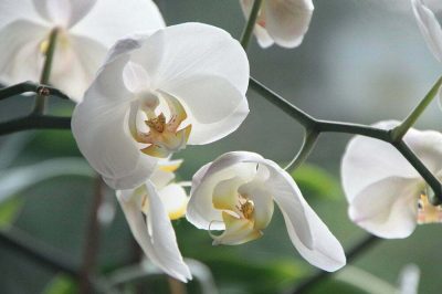 Orkidea kukkii kotona oikealla hoidolla yhä uudelleen.