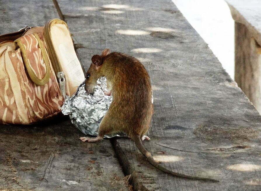 Rotta on kaikkiruokainen jyrsijä.