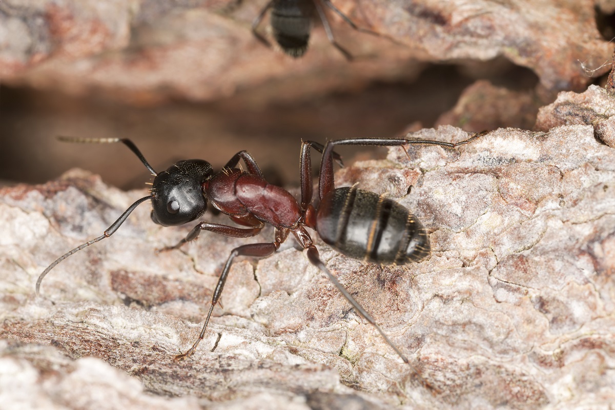 Muurahaiset syövät ulkona puuta, mutta samoissa puuhissa voi nähdä myös muurahaisia sisällä.
