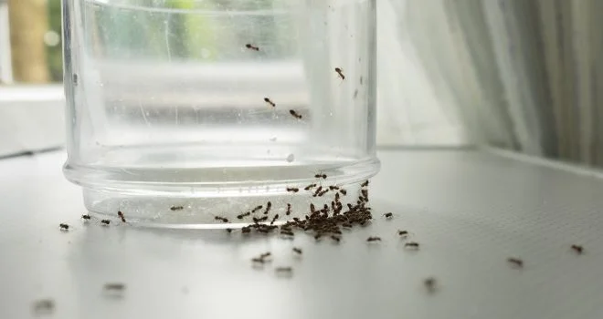 Muurahaisia sisällä. Näin karkotat muurahaiset asunnosta.