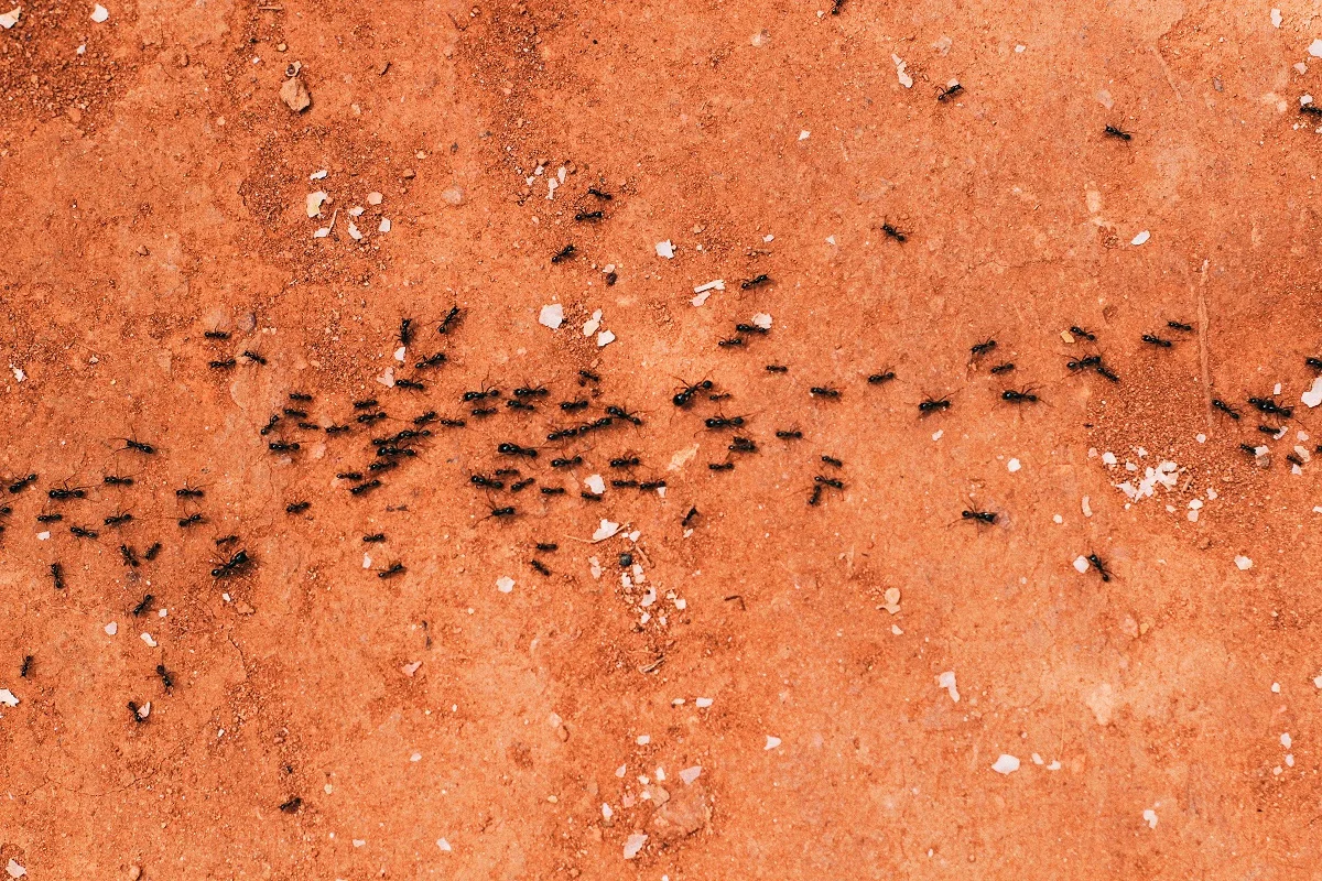 Muurahaiset kävelevät punaisella hiekalla ulkona, mutta aika usein näkyy myös muurahaisia sisällä.