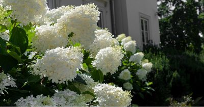 Syyshortensia kukkii upeasti valkoisin pallomaisin kukkasin.