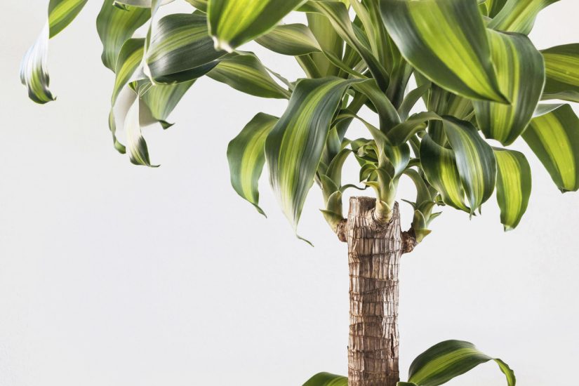 Traakkipuu eli lohikärmepuu on kaunis ja helppohoitoinen huonekasvi.