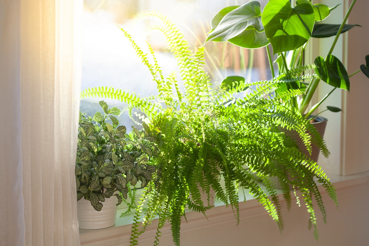 Viherkasvit ovat ikkunalaudalla auringonvalossa, eikä kasvivaloa tarvita.