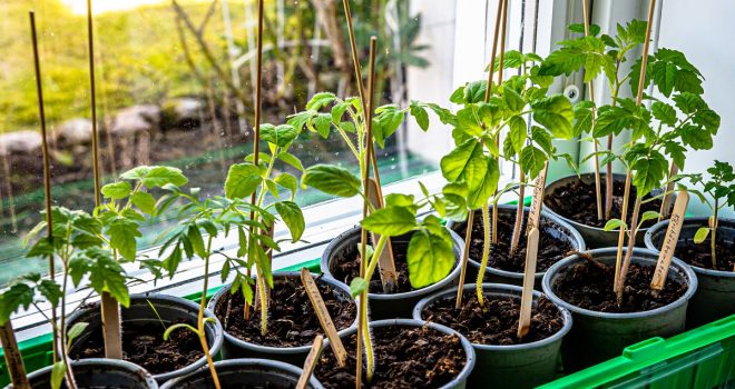 Tomaatin taimien kasvatus aloitetaan huhtikuussa.