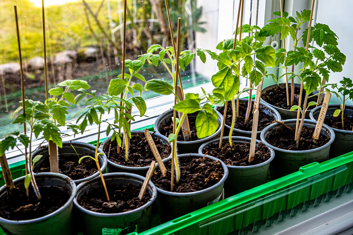 Tomaatin taimien kasvatus aloitetaan huhtikuussa.
