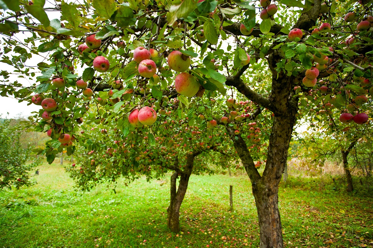 Omenapuun leikkaus varmistaa hyvän omenasadon.