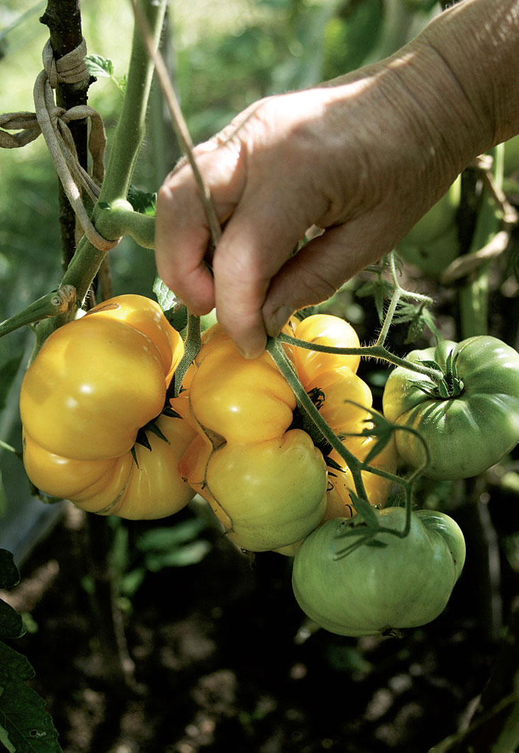 Keltaisen tomaatin hedelmät painavat jopa 600 grammaa.