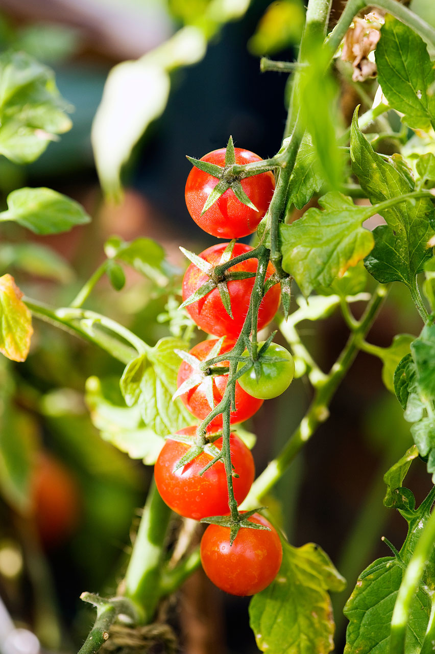 Auringonvalossa kypsyvät tomaatit todella maistuvat tomaateilta.