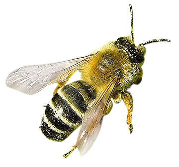 Vinkki: kaada juoksevaa tervaa ampiaispesän suulle, jos ampiaiset kiusaavat puutarhassasi.