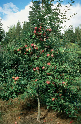 Omenapuusta kannattaa poistaa oksia säännöllisesti