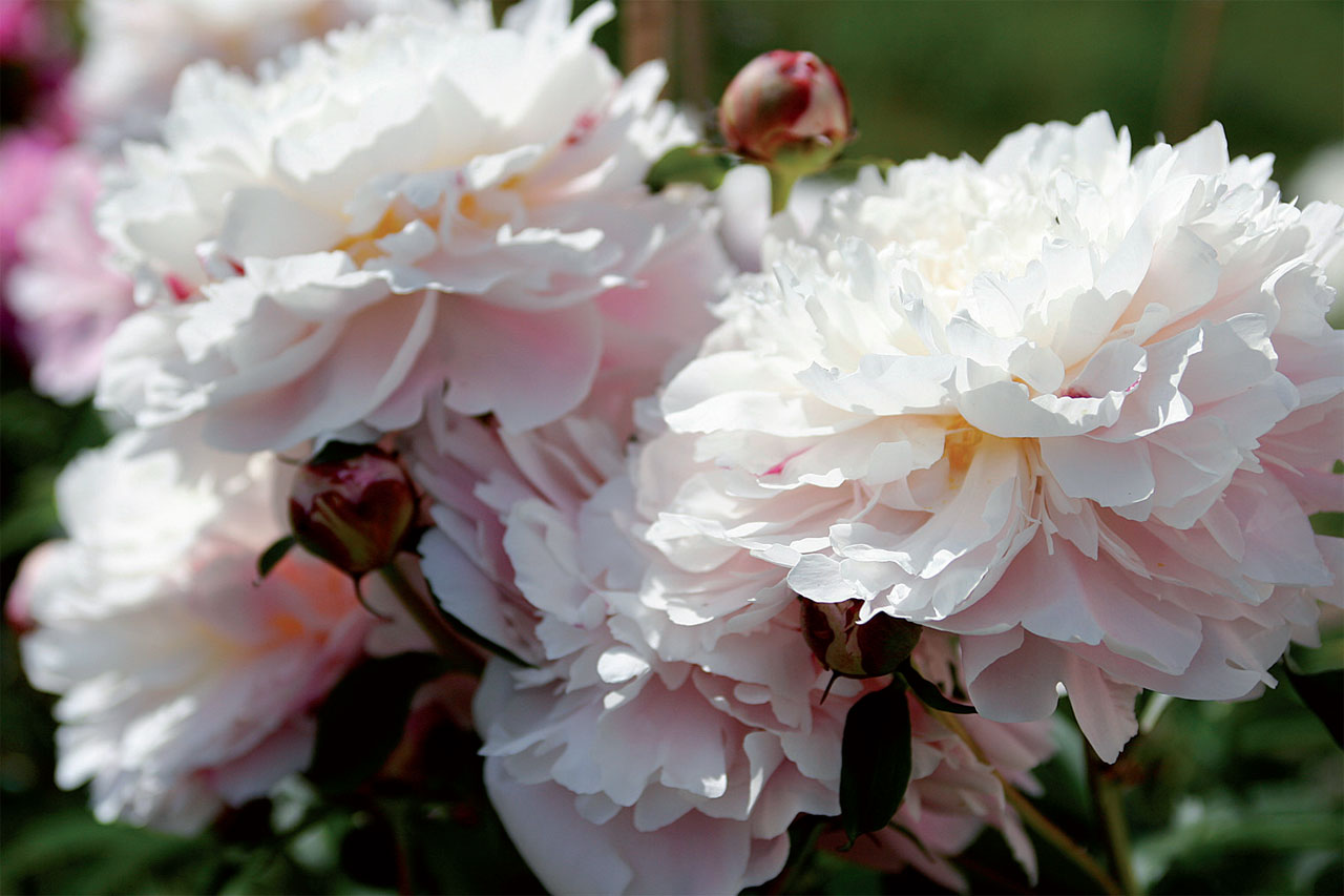  ’Reine Hortense’ -kiinanpionin kukat avautuvat pallomaisiksi.