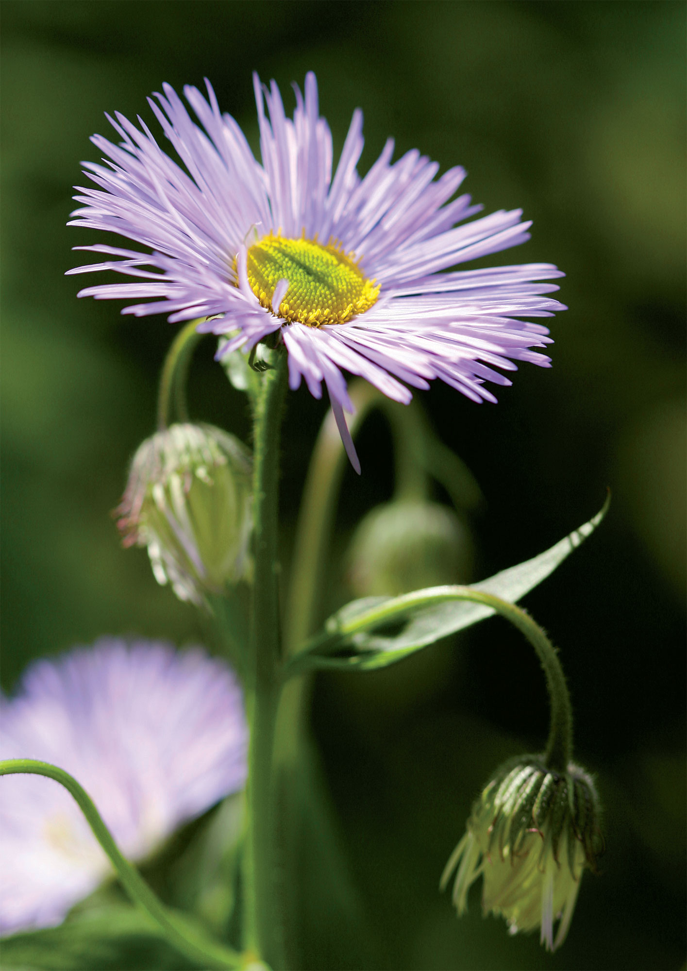 Helppohoitoisen jalokallioisen hennon violetteja kukkia riittää lähes koko kesäkaudeksi ja kimppuihin kerättäviksi.