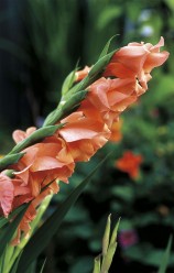 Gladiolusten kukinta on kauneimmillaan elokuussa  