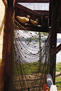 Vanha kalaverkko on muisto niiltä ajoilta, kun vanha sauna toimi uuden hirsisaunan valmistuttua vuosia kalastusvälineiden varastona. 