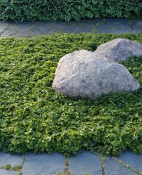 Liuskekivi sopii suomalaiseen puutarhaan