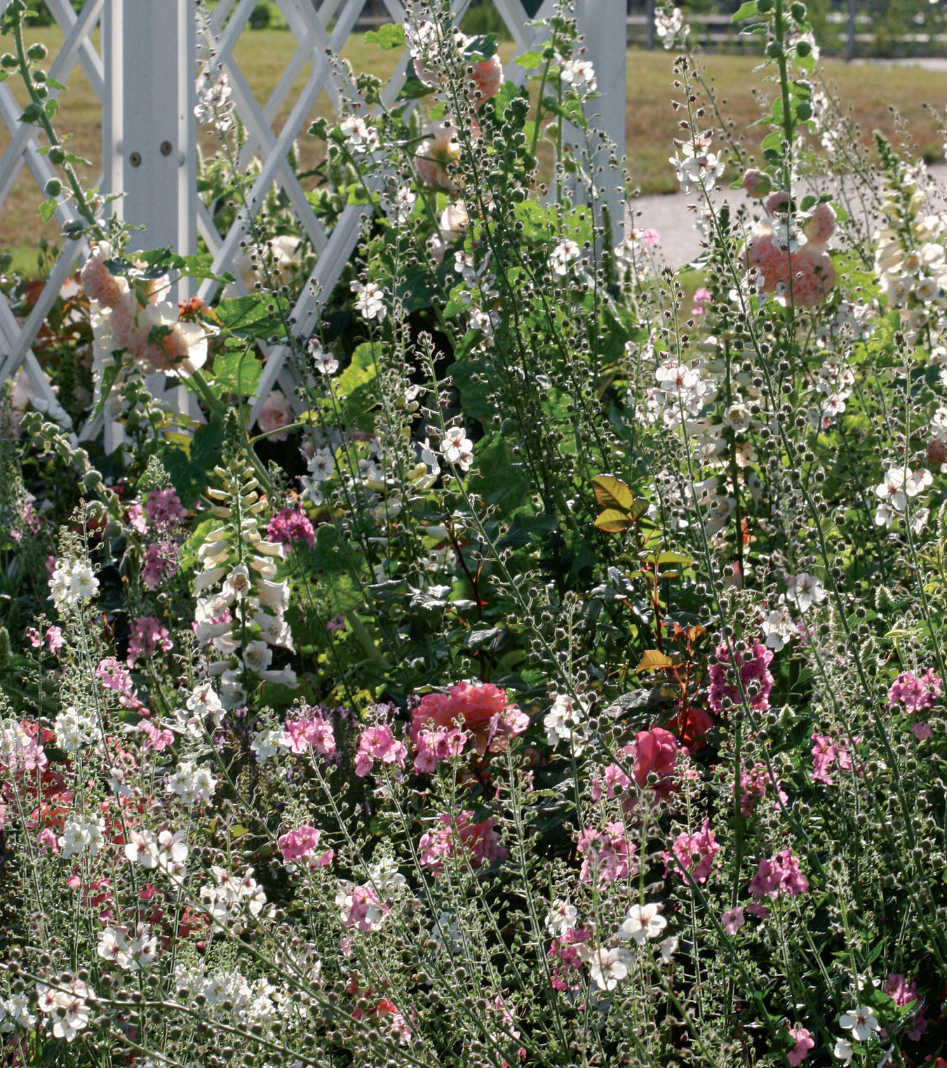 Salkoruusut, sormustinkukat sekä valkoiset ja roosat purppuratulikukat keinuvat ryhmäruusujen seassa. 