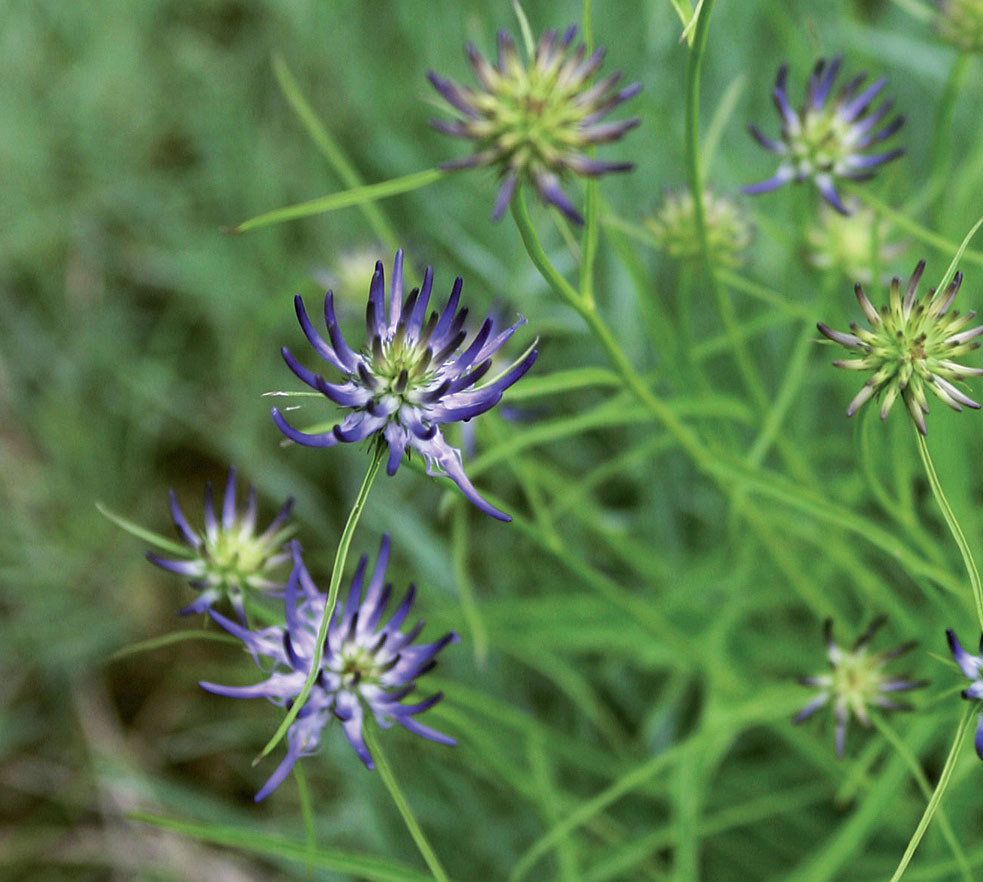 Kukkiaan availeva pyörötähkämunkki (Phyteuma orbiculare) menestyy parhaiten kuivassa kasvupaikassa.  