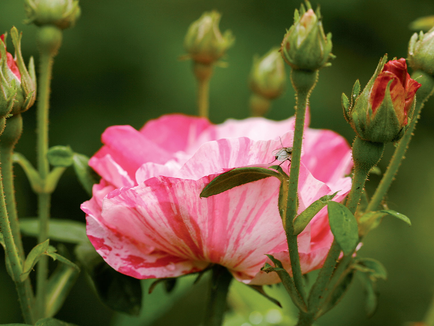 ’Rosa Mundi’ -ruusun kukinta on alkamamassa heinäkuun alkupuolella. 